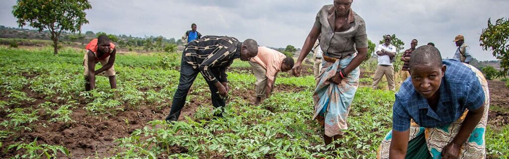 Smallholder Future of Smallholder Farming in Malawi - Tractors for Sale in Malawi